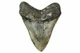 Fossil Megalodon Tooth - North Carolina #344055-2